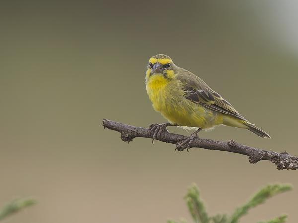 <h3><a href="/trips/tanzania/biota/animalia/chordata/aves/040 passeriformes/121 fringillidae/crithagra mozambica/crithagra mozambica-nl.html">Crithagra&nbsp;mozambica</a> / Yellow‑fronted&nbsp;canary / Mozambiquesijs</h3>OM-1 Mark II met OLYMPUS M.150-400mm F4.5, 1/2000 sec  bij F4.5, ISO 1000, afstand 15.1&nbsp;m